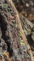 Chlorosplenium chlora