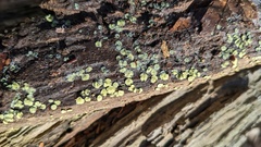 Chlorosplenium chlora