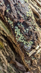 Chlorosplenium chlora