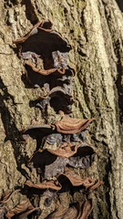 Punctularia strigosozonata