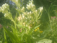 Hasteola suaveolens