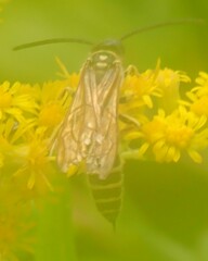 Myzinum quinquecinctum