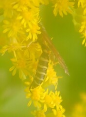 Myzinum quinquecinctum