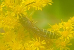 Myzinum quinquecinctum