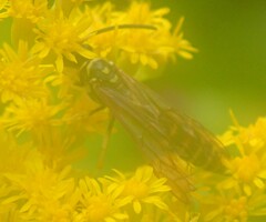 Myzinum quinquecinctum