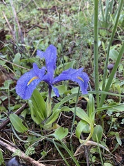 Iris planifolia