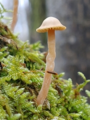 Galerina semilanceata