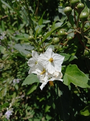 Solanum bonariense