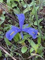 Iris planifolia