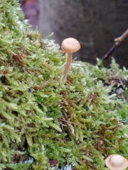 Galerina semilanceata
