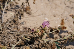Centaurea valentina