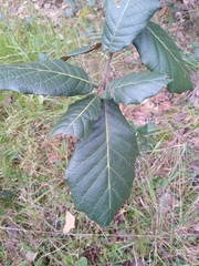 Quercus crassifolia