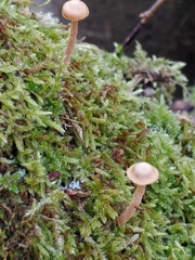 Galerina semilanceata