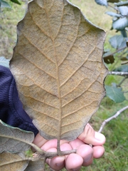 Quercus crassifolia