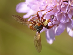 Sicus ferrugineus