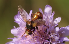 Sicus ferrugineus