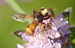 Sicus ferrugineus