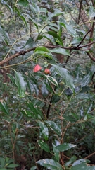 Euonymus laxiflorus