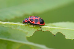 Neoharmonia venusta