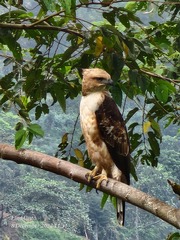 Nisaetus philippensis