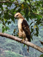Nisaetus philippensis