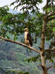 Nisaetus philippensis