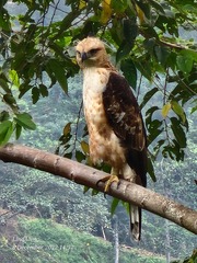 Nisaetus philippensis