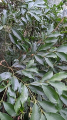 Euonymus laxiflorus