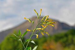 Nicotiana glauca