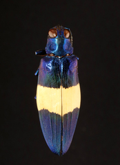Chrysochroa castelnaudi