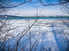 Zanthoxylum americanum