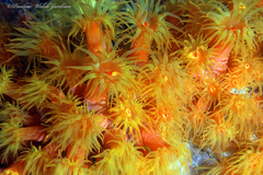 Tubastraea coccinea