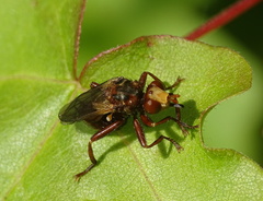Sicus ferrugineus