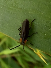 Polemius denticornis