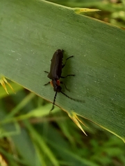 Polemius denticornis