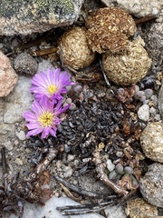 Esterhuysenia alpina