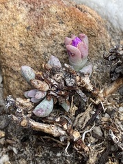 Esterhuysenia alpina