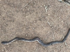 Crotaphopeltis hotamboeia