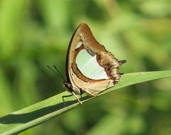 Polyura bharata