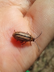 Disonycha bicarinata