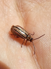 Disonycha bicarinata