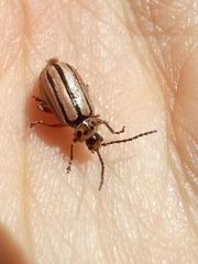 Disonycha bicarinata