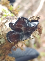 Exidia truncata