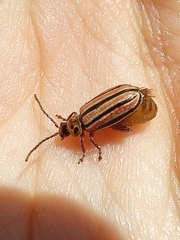 Disonycha bicarinata