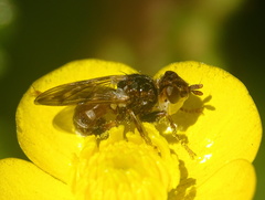 Myopa buccata