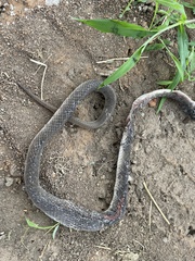 Crotaphopeltis hotamboeia
