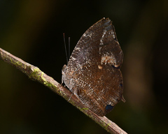 Memphis moruus