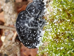 Exidia truncata