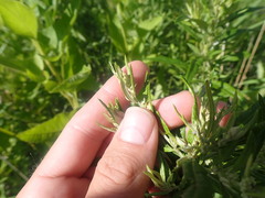 Artemisia serrata