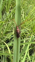 Chydarteres striatus